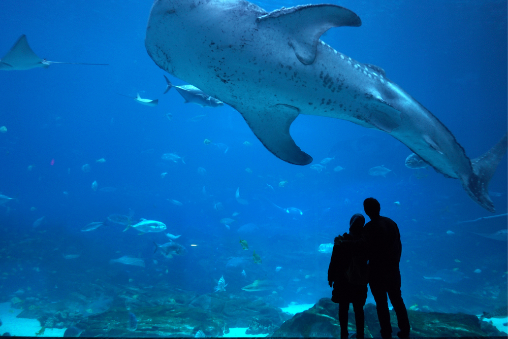 Un couple à l'Aquarium de Géorgie aux Etats-Unis 