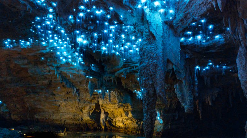 La grotte de Waitomo en Nouvelle Zélande 
