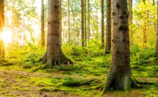 Découvrez les forêts les plus incroyables au monde