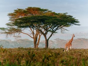 Giraffe en Afrique du Sud