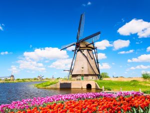 Moulin et tulipes au Pays-Bas